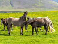 Graubraune Islandpferde